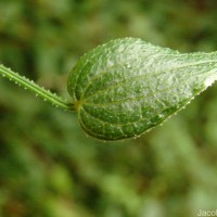 Rubia cordifolia L.